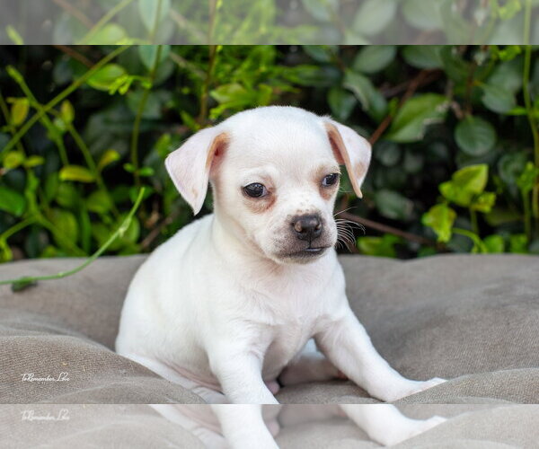 Medium Photo #1 Chihuahua Puppy For Sale in Marina Del Rey, CA, USA
