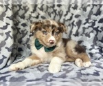 Small #8 Miniature Australian Shepherd