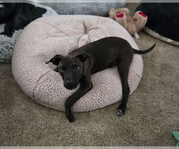 Medium Photo #5 American Pit Bull Terrier-Unknown Mix Puppy For Sale in Minneapolis, MN, USA