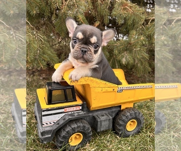 Medium Photo #2 French Bulldog Puppy For Sale in MIDDLEBURY, IN, USA