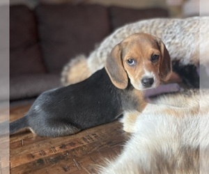 Beagle Puppy for sale in FORDLAND, MO, USA