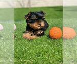 Small Photo #12 Yorkshire Terrier Puppy For Sale in SIMI VALLEY, CA, USA
