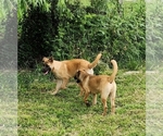 Small Photo #19 Akita-German Shepherd Dog Mix Puppy For Sale in GRANTS PASS, OR, USA