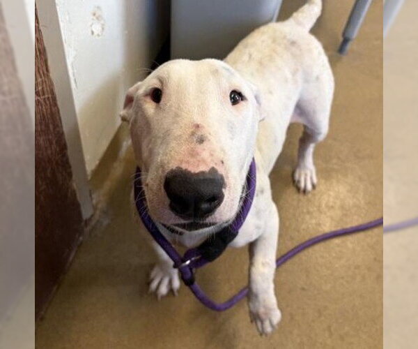 Medium Photo #1 Bull Terrier-Unknown Mix Puppy For Sale in San Antonio, TX, USA