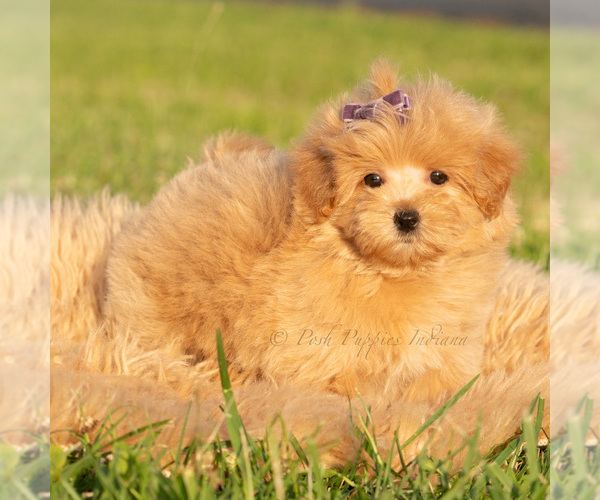 Medium Photo #46 Maltipoo (Toy) Puppy For Sale in WARSAW, IN, USA