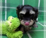 Small #2 Havanese