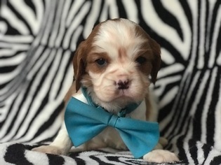 Cavalier King Charles Spaniel Puppy for sale in EAST EARL, PA, USA