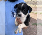 Small #5 Bulldog Mix