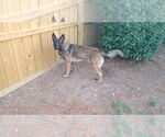 Small #5 German Shepherd Dog Mix
