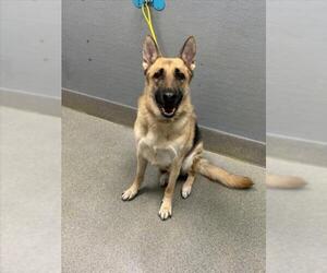German Shepherd Dog-Unknown Mix Dogs for adoption in Las Vegas, NV, USA
