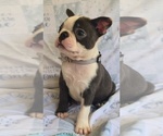 Small #4 Boston Terrier