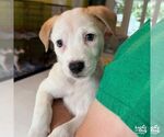 Small #2 Labrador Retriever Mix
