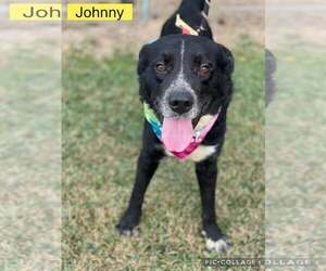 Labrador Retriever-Unknown Mix Dogs for adoption in Oakhurst, NJ, USA