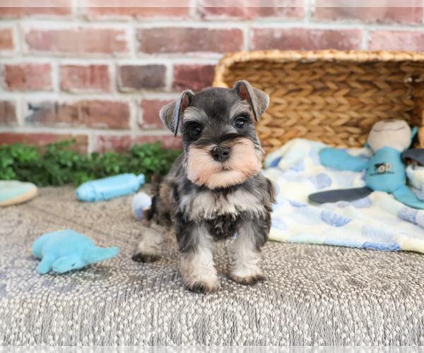 Medium Photo #5 Schnauzer (Miniature) Puppy For Sale in SYRACUSE, IN, USA