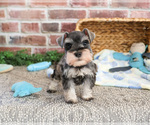 Small #4 Schnauzer (Miniature)