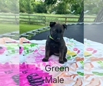 Small #7 Belgian Malinois