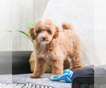 Small Photo #23 Poodle (Toy) Puppy For Sale in SYRACUSE, IN, USA