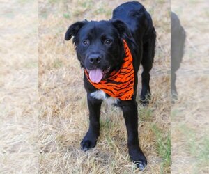 Retriever -Unknown Mix Dogs for adoption in Denton, TX, USA