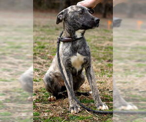 Shepradors Dogs for adoption in Sparta, TN, USA