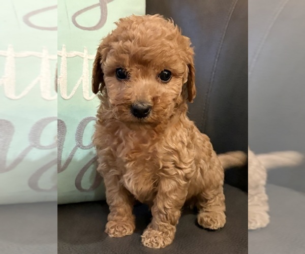 Medium Photo #1 Cavapoo (Miniature) Puppy For Sale in WAUSEON, OH, USA