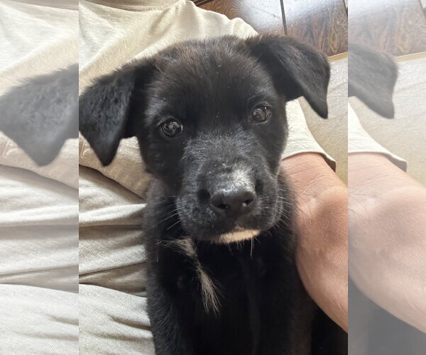 Medium Photo #5 Shepradors Puppy For Sale in Macon, MO, USA