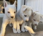Small Photo #10 Labrador Retriever-Siberian Husky Mix Puppy For Sale in OXNARD, CA, USA