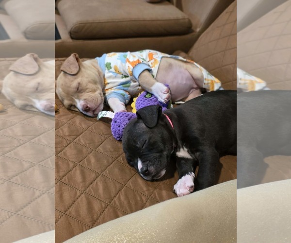 Medium Photo #4 Mutt Puppy For Sale in Derwood, MD, USA