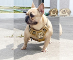 Small Photo #11 French Bulldog Puppy For Sale in LEHIGH ACRES, FL, USA