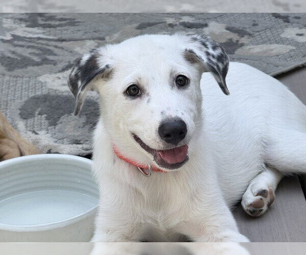 Medium Photo #4 Australian Shepherd Puppy For Sale in Brewster, NY, USA