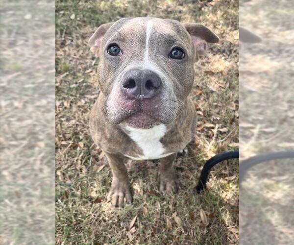 Medium Photo #1 American Pit Bull Terrier Puppy For Sale in Texas City, TX, USA