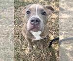 Small American Pit Bull Terrier