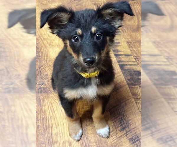 Medium Photo #1 Labrador Retriever-Unknown Mix Puppy For Sale in Genesee, WI, USA