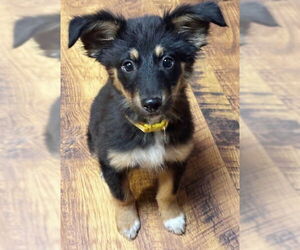 Labrador Retriever-Unknown Mix Dogs for adoption in Genesee, WI, USA