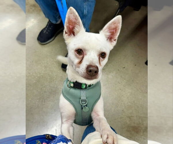 Medium Photo #1 Chihuahua-Unknown Mix Puppy For Sale in Fairfax, VA, USA