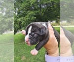 Puppy Puppy 5 American Bully