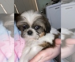 Small Photo #50 Shih Tzu Puppy For Sale in VENETA, OR, USA