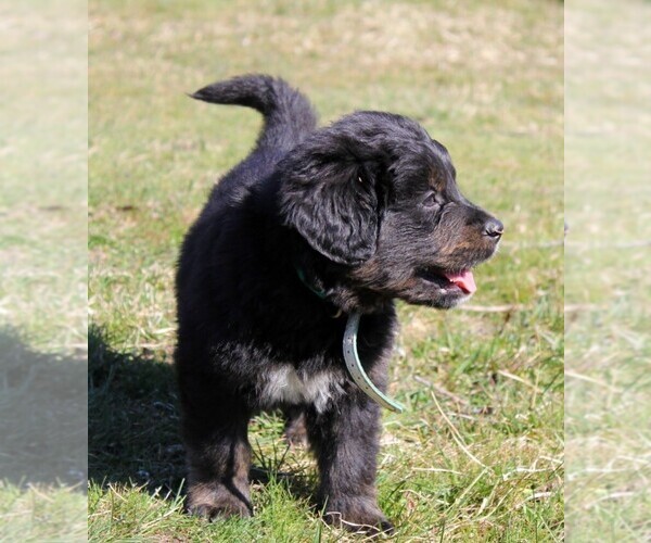 Medium Photo #16 Golden Mountain Dog Puppy For Sale in CLAYTON, WA, USA