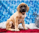 Puppy Barney Mastiff