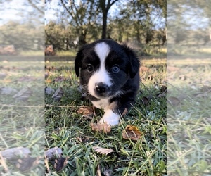 Miniature Australian Shepherd Puppy for sale in E LAURINBURG, NC, USA