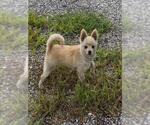 Small Pomeranian Mix