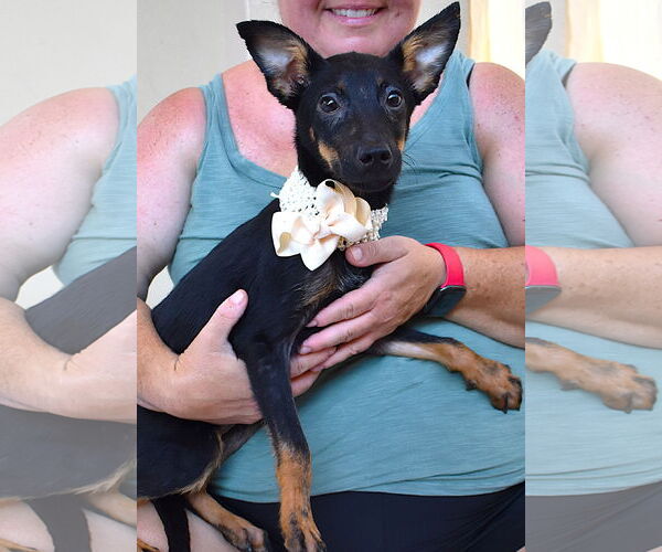 Medium Photo #4 Mutt Puppy For Sale in McKinney, TX, USA