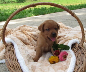 Labrador Retriever Puppy for sale in LOUDONVILLE, OH, USA