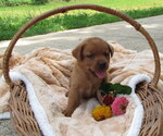 Image preview for Ad Listing. Nickname: Sunbeam