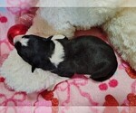 Small Photo #22 Border Collie Puppy For Sale in NORBORNE, MO, USA