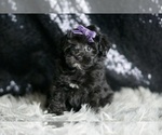 Small Photo #12 Maltipoo Puppy For Sale in WARSAW, IN, USA