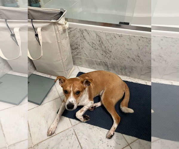 Medium Photo #12 American Pit Bull Terrier-Unknown Mix Puppy For Sale in Germantown, OH, USA