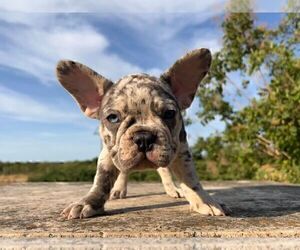 French Bulldog Puppy for Sale in ERIAL, New Jersey USA