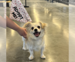 Small #6 Pekingese Mix