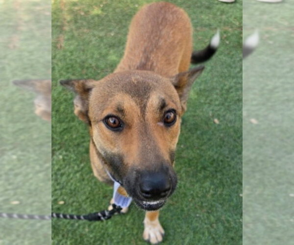 Medium Photo #2 German Shepherd Dog-Unknown Mix Puppy For Sale in Lakewood, CO, USA