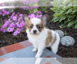 Papillon Puppy for sale in SEBRING, OH, USA